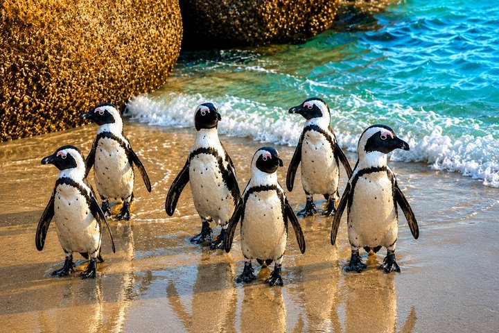 Half-Day Boulders Beach Penguins Tour - Photo 1 of 10